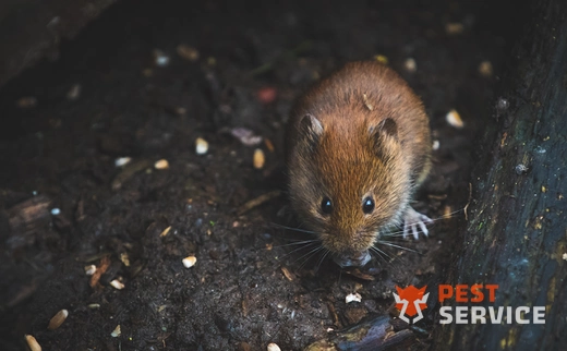 Дератизация в Кинешме